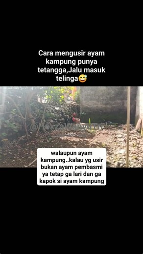 nyeplong² kapok bablas ga balik #facebookpro #meta #reelsvideo #konten #ayamlaga #ayamtetangga #ayamkampung #tips #trick #usirmengusirhama #gamecomunnity | Hexza Wahyu Tri