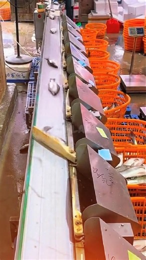How automated machines used in commercial fish processing facilities work