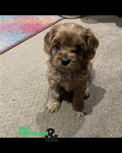 Ruby – Your Adorable Cavapoo Companion 🐾💖