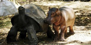 12 Remarkable Interspecies Relationships That Prove Adoption Isn't Just For Humans