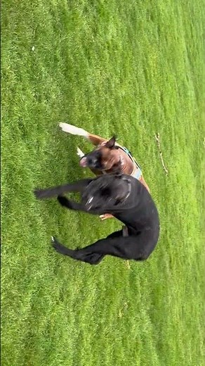 Boxer vs Cane Corso Puppy Playtime 🐶 | Big Dog Energy & Temperament