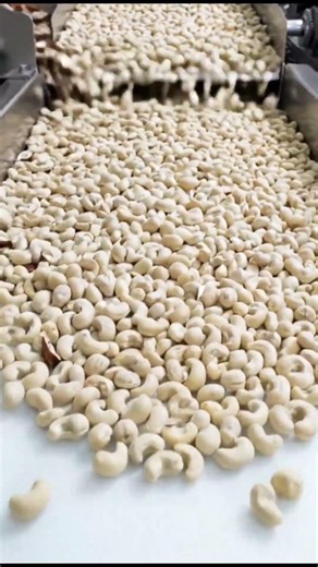 Inside Raw Cashew to Ready Nut Processing Factory #shorts