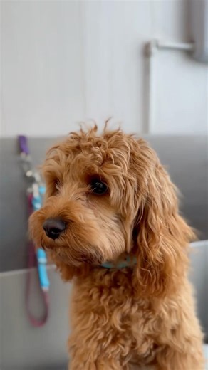 From Fluffy to Flawless ✨ | Cockapoo Transformation