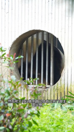 福宝越来越厉害了，自主营业，笑S我了 #大熊猫福宝 | Panda Fu Bao