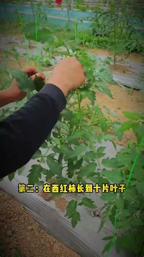 The full-process management plan for tomatoes#Planting tips#Tomato#Tomato