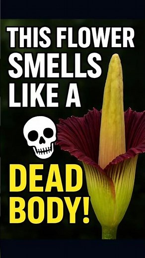 This flower smells like a dead body! 🌺💀#wildfacts #corpseflower #titanarum