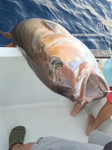 Giant Amberjack Fishing Adventure in Madeira
