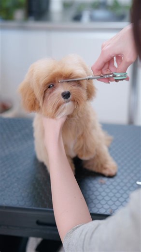 Maltipoo Grooming Tips for a Lovely Look