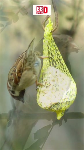 Why Are House Sparrows Disappearing? | Bird Facts Explained #shorts