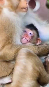 65K views · 726 reactions | Swollen-Eyed Baby Monkey Gazes Around, Desperately Searching for Missing Mother's Warm Embrace | Monkey history 2024 | Facebook
