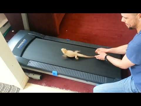 Lizard trying to walk and keep on treadmill