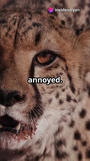 Cheetahs: The Big Cats That Purr! #wildlife #animals #cheetah #interestingfacts #sciencefacts