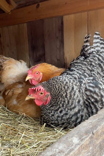 Broody Hens: Adorable Nesting Behavior Explained