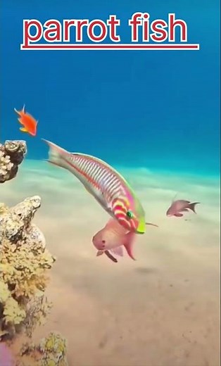 Parrot Fish: The Colorful Ocean Cleaner! #fish