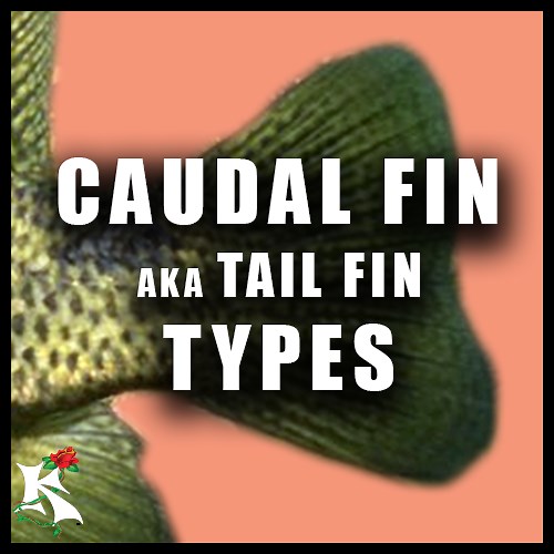 Caudal Fin Types — Koaw Nature