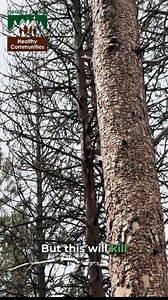 Working on a Forest Service timber sale in Idaho means managing forests before fire and insects manage them for us. Active work on the ground reduces beetle damage, lowers wildfire risk, and helps forests grow back healthier as fire season approaches. Video: @manleyjobs | Healthy Forests, Healthy Communities