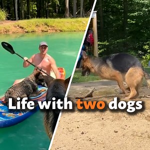 15K views · 277 reactions | Getting a second dog takes an unsual twist | Go Fetch | Facebook