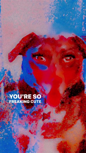 aww aww 🥰❤️ #cute #dog #aw #fyp #viral