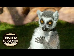 Валенсия. Завтрак с лемурами 🍳 Планета вкусов 🌏 Моя Планета