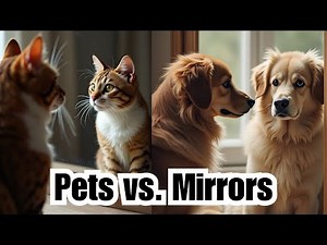 Pets vs. Mirrors: Hilarious Reactions You Can't Miss!