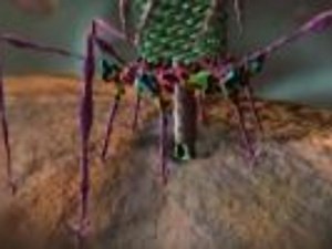 Study shows how swiftly infectious viruses evolve