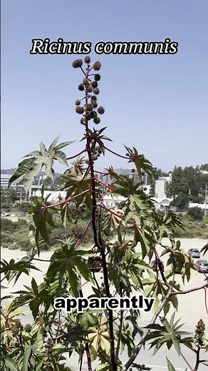 Castor Oil In Medicine, Cars and Punishment (#botany)