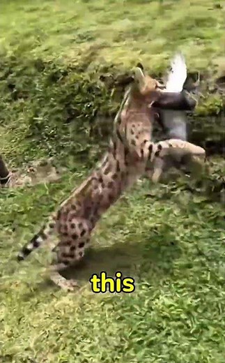 Caracals Can Jump THIS High?! 😱 Ninja Cat of the Wild