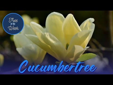 Tree of the Week: Cucumbertree