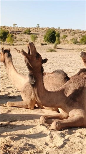 The camel is making sounds by opening its mouth