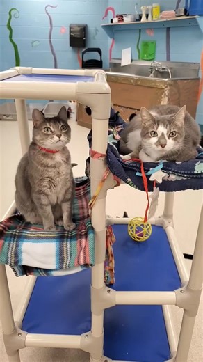 Vanderburgh Humane Society on Instagram: "Meet Cow and Moo - the purr-fect pair you never knew you needed! These 5 year-old siblings are a bonded pair and would love to go home together. Cow is your go-to cuddle buddy, always ready to greet you with a cheerful meow and a gentle nudge. He’s the ultimate attention seeker, and his adorable antics will have you grinning from ear to ear! Then there's Moo, the pampered princess who knows how to live life to the fullest! She likes to nibble for attenti