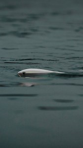 Volume ⬆️ 🆙 🔊 The best sound in the world when you're throwing a Skitter Walk®🙌🎥: @onthewatermagazine #rapala #skitterwalk #rapalalures #rapalafishing | Rapala