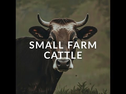 Best Cattle Breeds for Small Farms (Low Cost & Easy Care)
