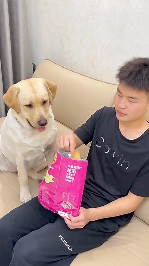 153K views · 4.9K reactions | The dog is not careful when eating potato chips, I didn’t expect... #funnymeme #dog #reelsvideoシ #cutedogs #fun #doglover #dogsofinstagram #funnyvideo #smartdog #reelsviralfb #reelsoftheday #funny #viralreelsfb #cute #funnyreels #puppy #pet | Annie | Facebook