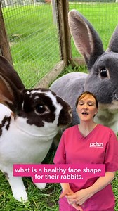 What do you picture when you think of the Easter bunny? 🐰 The look of rabbits has changed quite a lot since the traditional Easter bunny. And we’re now used to seeing them with long, floppy ears, a rounder face and a shorter nose. Here’s what you need to know about this new look ⚠️ [Visual description: Vet Nurse, Nina, wearing her pink PDSA scrubs, talking about how the look of rabbits has changed drastically over the years. As she’s talking about their appearance, pictures of rabbits are poppi