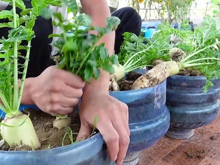 冬吃萝卜身体棒，今天我们在院子里种植萝卜，萝卜的种植还是比较简单的，家里种一点，自给自足吃萝卜#种植小技巧 #家庭种植 #关注我一起学种菜 #关注我一起学种菜 #在家种菜