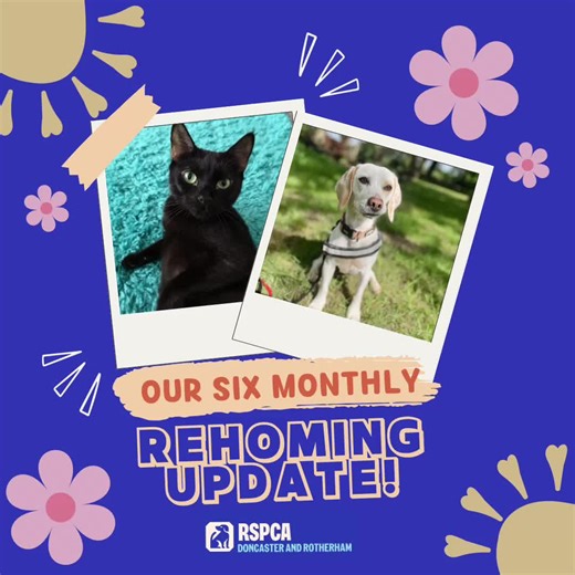 Our six monthly rehoming update! 💓 #fyp #adoptme #rspca #adoption #cats #dogs