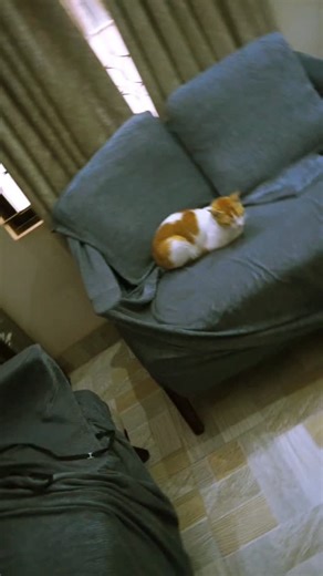 retro radiance on Instagram: "Sony Cyber-Shot DSC-H3 – 7.2MP Super Zoom Bridge Camera (Black) Capture versatile shots and explore classic digital photography with the Sony DSC-H3, a well-built bridge camera that delivers strong performance and long optical reach in a single body. At its core is a 7.2-megapixel CCD sensor, known for rich color reproduction and smooth tonal quality. CCD imaging was a hallmark of its era, producing files that feel natural and pleasant straight out of camera—especia