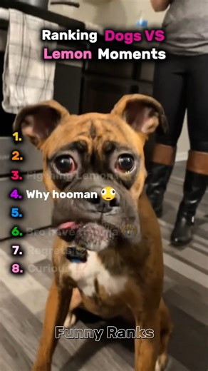 Dogs VS Lemon who will win? 🐶🍋