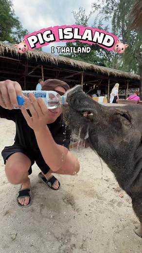 Kæmpe anbefalinger til dig på Koh Samui