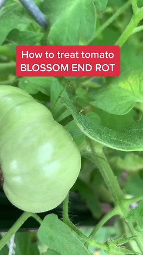 Effective Ways to Treat Tomato Blossom End Rot