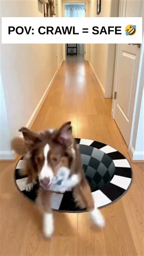 POV: CRAWL = SAFE 😂 #funnydogs #dogsoftiktok #opticalillusion #illusionrug #dogmeme #funnypets