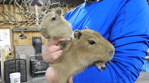 22K views · 867 reactions | Drum roll please............ Taking into consideration that their names needed to fit them when they are adults and weigh over 150 pounds, and after sorting through over 370 comments and suggestions, we have decided to name these sweet little Capybaras Gus and Ms Penny. Ms Penny is the one to the front. Thank you for all the wonderful suggestions! | Shalom Wildlife Sanctuary | Facebook