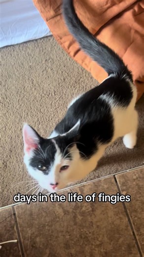 lemme grab #catwiththumbs #polydactylcat #grippies #thumbcat #thumbthecat #2chubbs