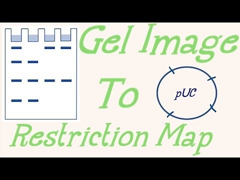 Restriction mapping problem-Analysis of agarose gel image