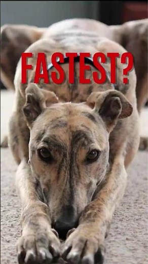 Greyhound vs Cheetah: Who's REALLY the Fastest? #Greyhound #Cheetah #FastestDog #DogFacts