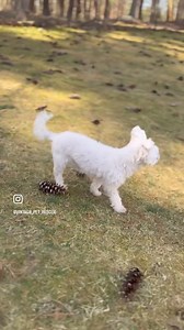 24K views · 1.7K reactions | It’s a beautiful day to explore outside! | Vintage Pet Rescue | Facebook