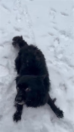 🍀 Mickey darf zeitnah auf eine Pflegestelle reisen Mickey wartet immernoch auf Menschen, die ihm die Chance zur Ausreise nach Deutschland geben möchten 🙏 Bitte, wer kann ihm helfen???? 🐾 Mickey 🐾 ca. 8 Jahre alt und etwa 40-45 cm groß. Ich weiß gar nicht so Recht, wie ich den Post schreiben soll 😔. Mickey war im Flamanzi Shelter. Als Alin ihn dort entdeckt hat war er nur noch Haut und Knochen und hat sich nicht bewegt. Alin hat das Schlimmste vermutet, hat ihn mit zu sich und Mia nach Hause