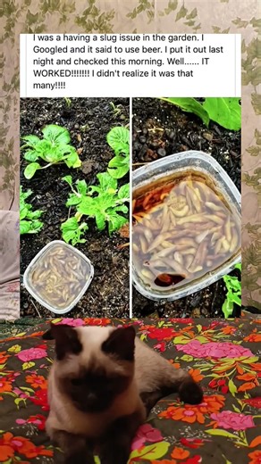 I Used Beer to Deal with a Slug Problem in My Garden #shorts