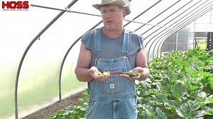 44K views · 114 reactions | For most of our lives, we were only familiar with the Yellow Crookneck and Green Zucchini varieties. Seed companies now offer so many shapes and sizes of squash that are definitely worth a try! #growyourownfood | Hoss | Facebook