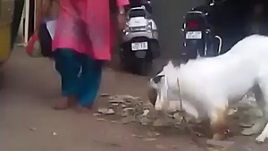 Angry Goat Chasing Woman